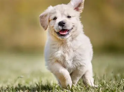 Dog Image