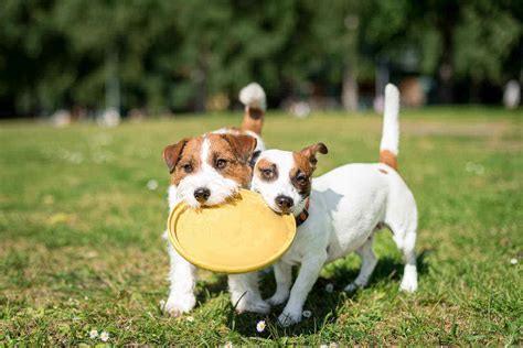 Dog Image