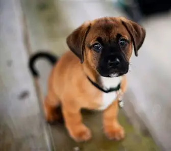 Dog Image