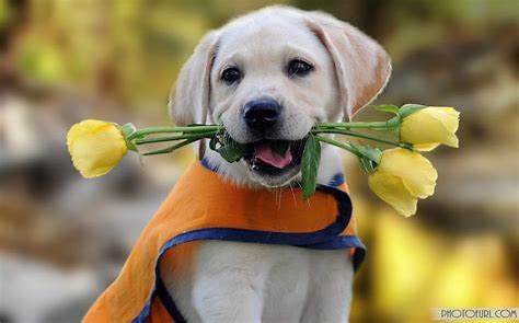 Dog Image