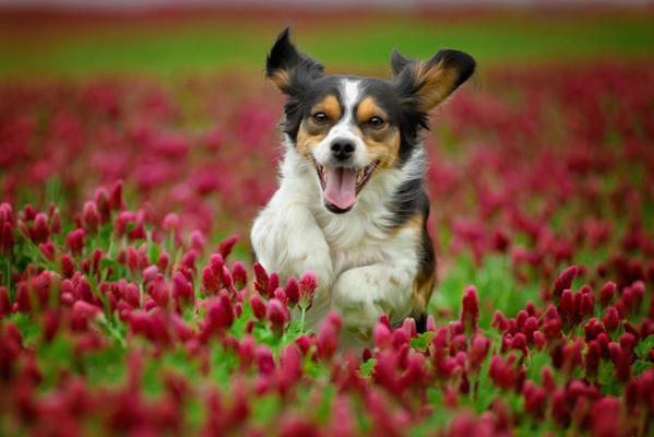 Dog Image