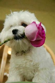 Dog Image