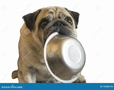 Dog Image