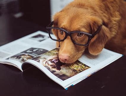 Dog Image